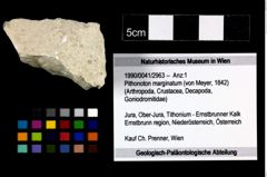 Foto (Objekt + Etikett) von Pithonoton marginatum (von Meyer, 1842)  (NHMW-GEO-1990-0041-2963)